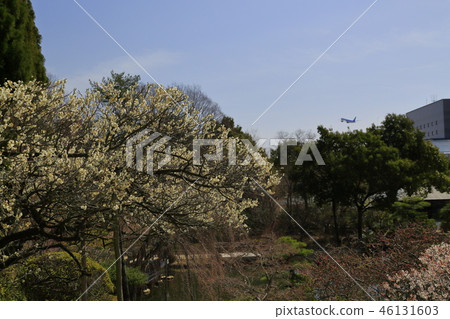 梅花城三溪的梅花園 梅花城三溪的梅花園 46131603