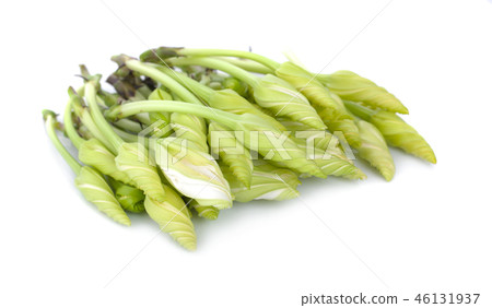 ipomoea alba on white background 46131937