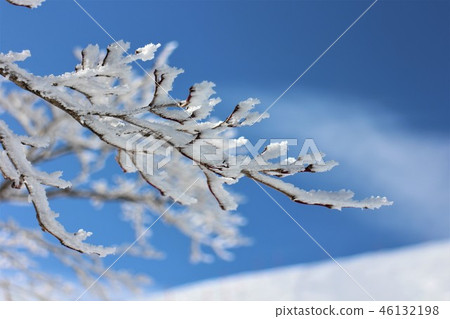 Hachichachi Kita Ski Area <Slopeside tree in Hachi Kita Ski Area> 46132198