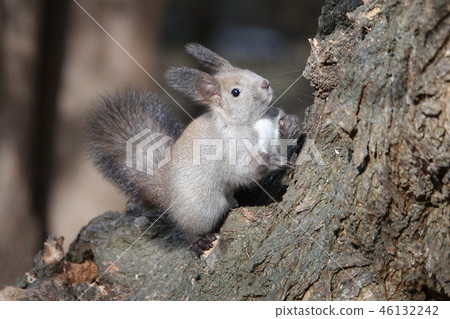 Cute Ezolith 46132242