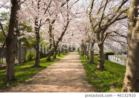 Cherry blossom trees in full bloom Cherry blossom trees in full bloom 46132910