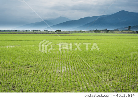 rural landscape 46133614