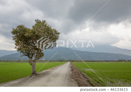 road with tree 46133615