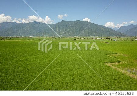 green paddy farm 46133628