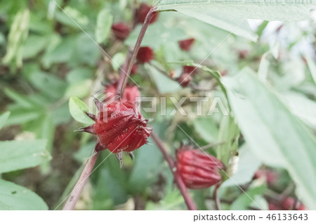 red roselle flowers red roselle flowers 46133643