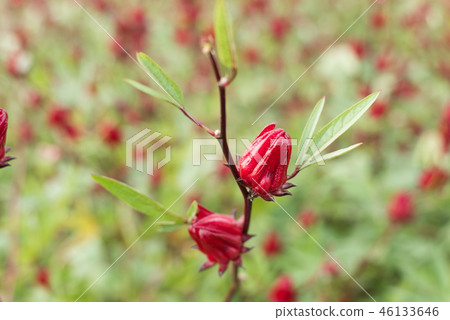red roselle flowers 46133646