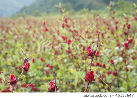red roselle flowers red roselle flowers 46133647
