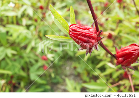 red roselle flowers red roselle flowers 46133651