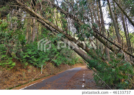 [Felling road closed] 46133737