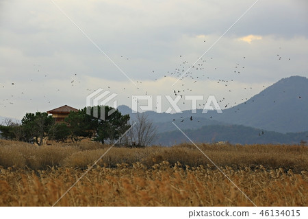 Suncheon Bay, Suncheon Bay wetland, natural heritage, scenic spot No. 41, autumn, sunset Suncheon Bay, Suncheon Bay wetland, natural heritage, scenic spot No. 41, autumn, sunset 46134015