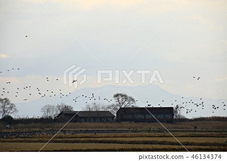 Suncheon Bay, Suncheon Bay wetland, natural heritage, scenic spot No. 41, autumn, sunset 46134374