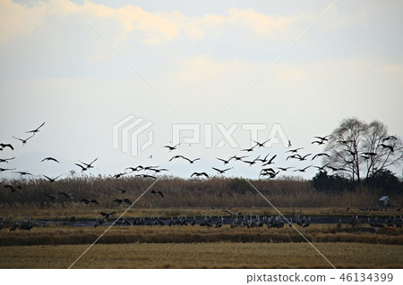 Suncheon Bay, Suncheon Bay wetland, natural heritage, scenic spot No. 41, autumn, sunset 46134399