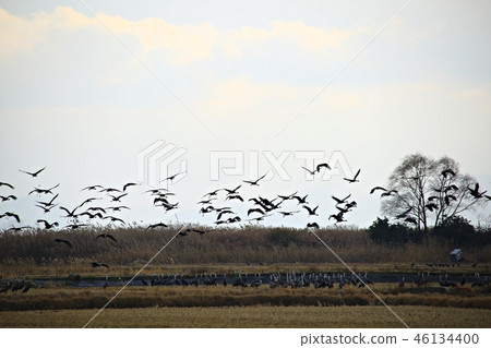 Suncheon Bay, Suncheon Bay wetland, natural heritage, scenic spot No. 41, autumn, sunset 46134400