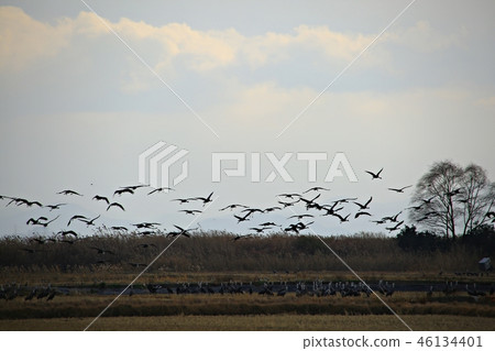 Suncheon Bay, Suncheon Bay wetland, natural heritage, scenic spot No. 41, autumn, sunset 46134401