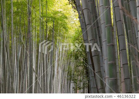 竹林 竹林 46136322