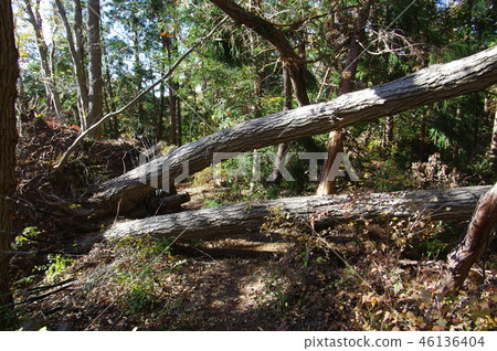 Bifurcated fallen tree Bifurcated fallen tree 46136404