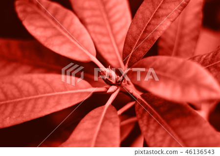 Natural background in Living Coral color. Natural background in Living Coral color. 46136543