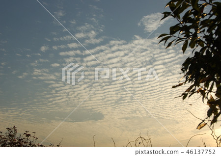 Sardine cloud Sardine cloud 46137752