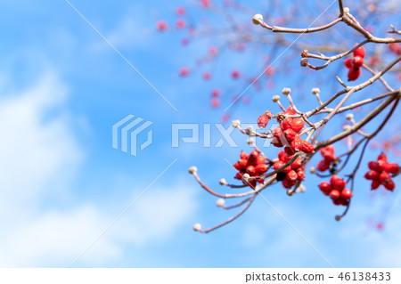 Hanamizuki果子，山茱萸果子，樹果子 46138433