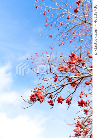 Hanamizuki fruit, dogwood fruit, tree fruit 46138436