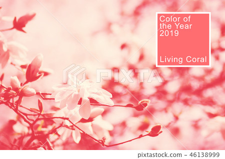 Magnolia flowers toned in living coral. 46138999
