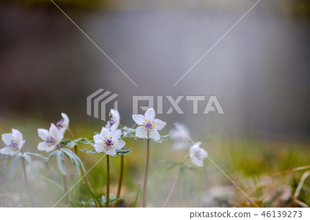 小野町的瀨戶草 46139273