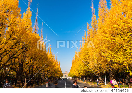 《Tokyo》 Ginkgo Trees and Jingu Gaien 《Tokyo》 Ginkgo Trees and Jingu Gaien 46139676