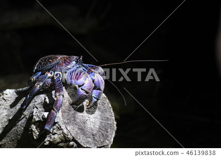 coconut crab coconut crab 46139838