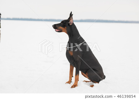 Training and playing with dogs Dobermans on a snowy field Training and playing with dogs Dobermans on a snowy field 46139854