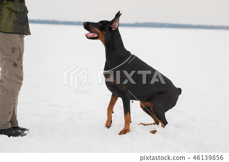 Training and playing with dogs Dobermans on a snowy field Training and playing with dogs Dobermans on a snowy field 46139856