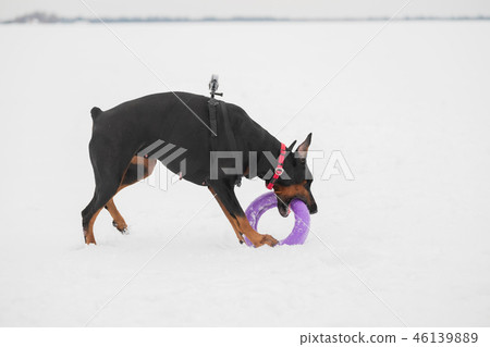 Training and playing with dogs Dobermans on a snowy field Training and playing with dogs Dobermans on a snowy field 46139889