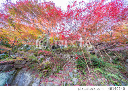 秋葉在Iwatanido公園 46140240