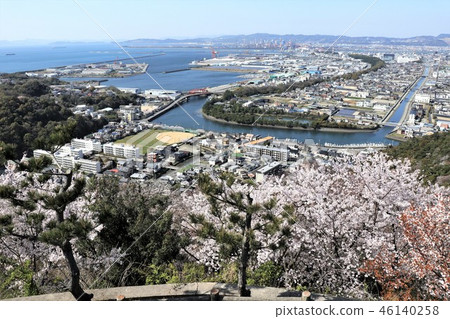 Wakaura in full bloom Wakaura in full bloom 46140258