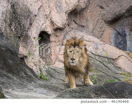 lion lion 46140466