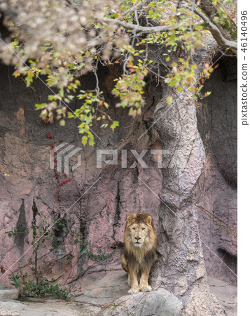 lion 46140496
