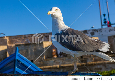 Gull in the old fishing port of Essaouira 46140893