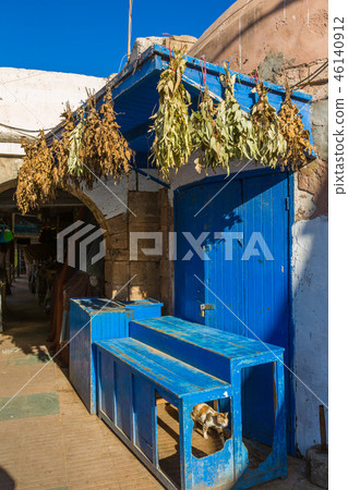 Cats in the alleys of the medina in Essaouira 46140912