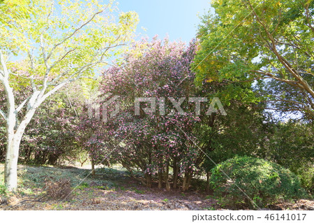 Sasanqua flowers Sasanqua flowers 46141017
