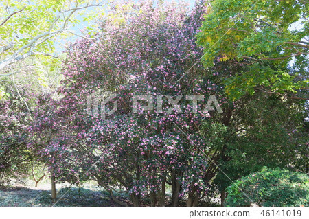 Sasanqua花 Sasanqua花 46141019