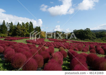 國家公園Michinoku湖濱公園Kokia 國家公園Michinoku湖濱公園Kokia 46141069
