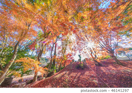 Tochigi Park Momiji Festival Tochigi Park Momiji Festival 46141297
