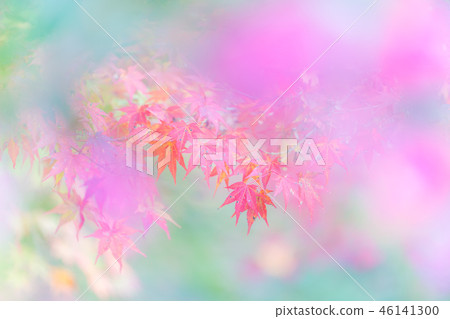 栃木公園紅葉節 栃木公園紅葉節 46141300