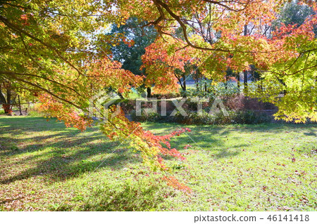 閃亮的楓樹 閃亮的楓樹 46141418