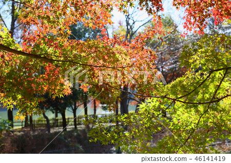 閃亮的楓樹 46141419