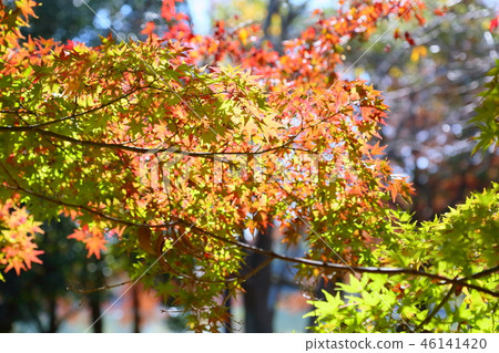 閃亮的楓樹 46141420