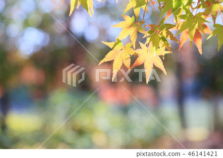 閃亮的楓樹 46141421