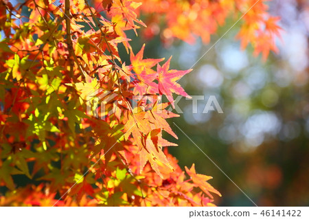 閃亮的楓樹 46141422