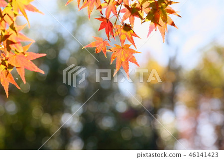 閃亮的楓樹 46141423