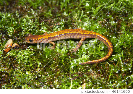 Kitaow蠑螈 46141600