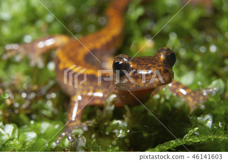 Kitaow salamander front view 46141603